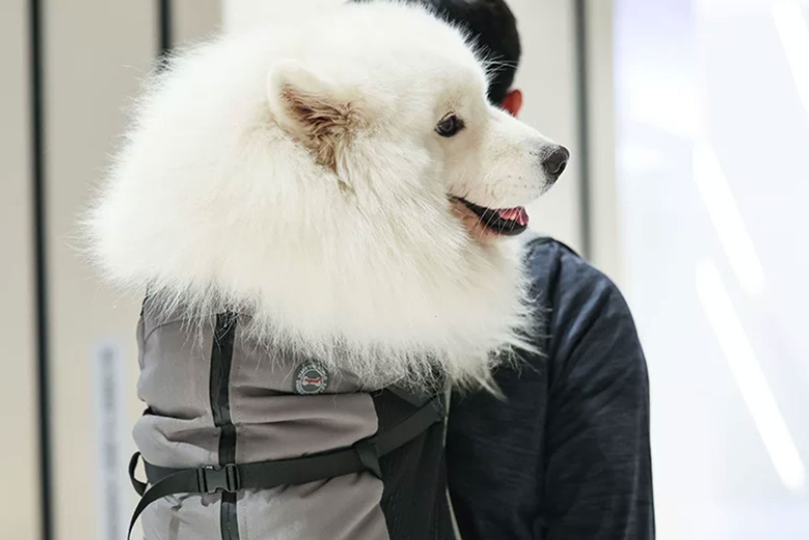 Pet-Friendly